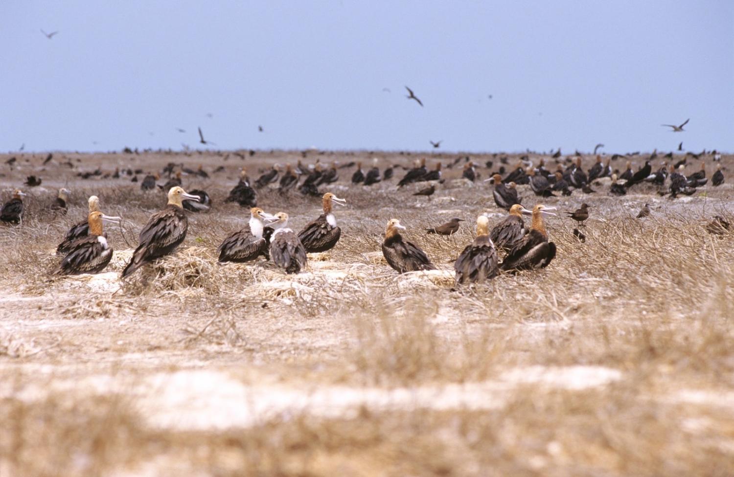 Middle Island, one of the three uninhabited Ashmore Islands, is home to thousands of seabirds (Auscape/Universal Images Group via Getty Images)